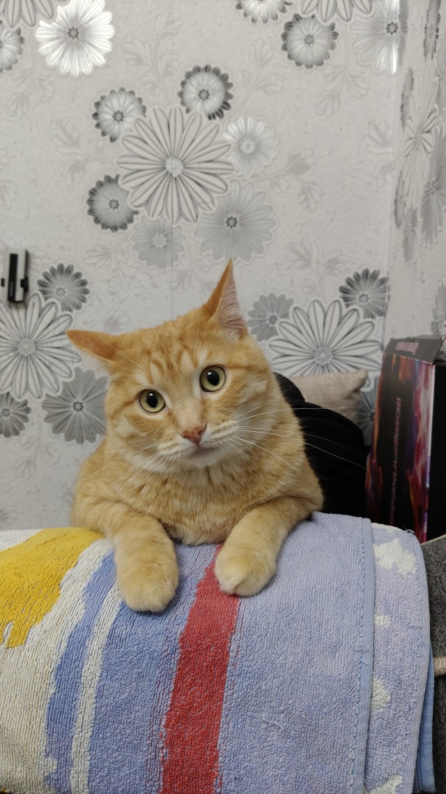 Котовторник. Где коты? Мой вот!