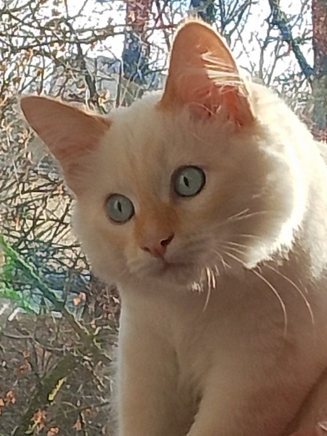 Малышка Дуся (котовторник)