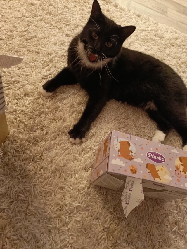 Чёрный котовторник