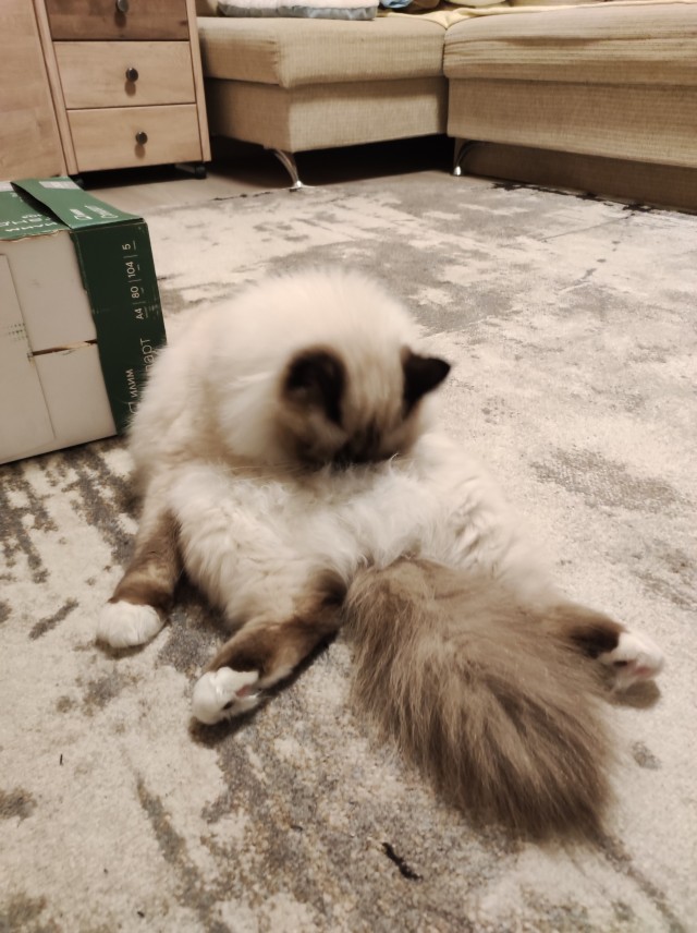 Нужен совет новому кошатнику!