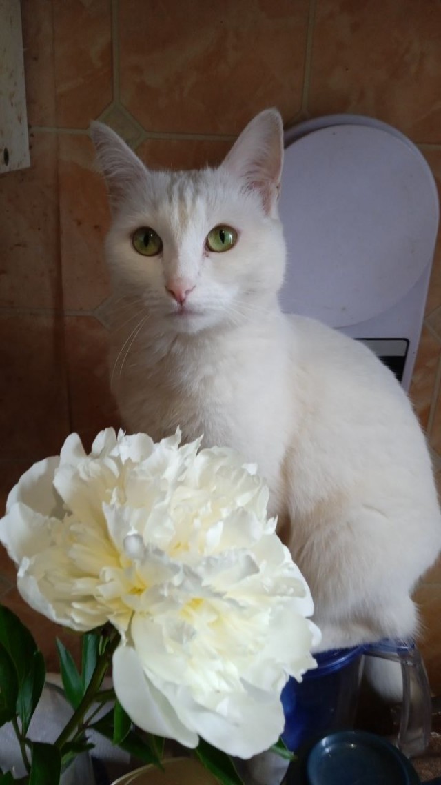 Кошачьи звезды вэбкама