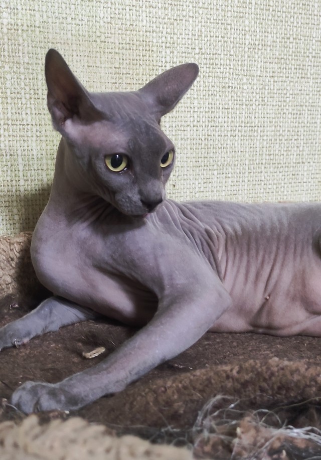 80 г => 3,1 кг (котовторник)