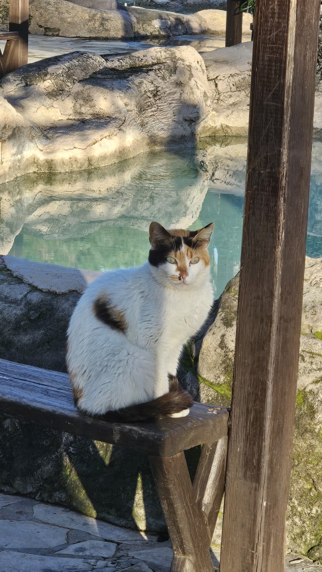Уличные котики