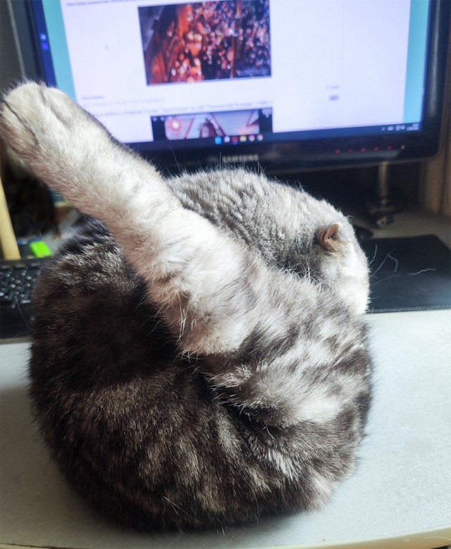 Кото вторник. Серый на сером)