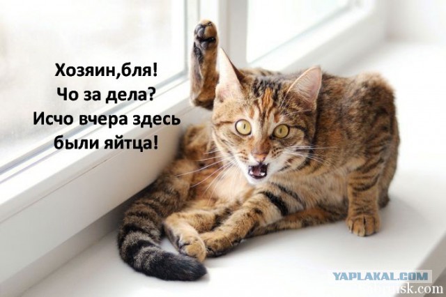 Охотничий кот!