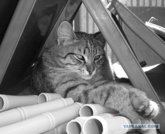 Коты, которые всегда рады помочь своему хозяину