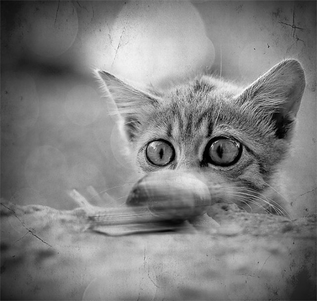 Рисованный котовторник