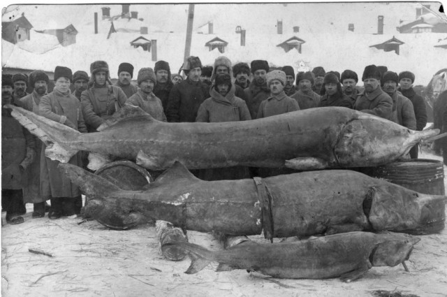 Самые большие когда-либо пойманные акулы