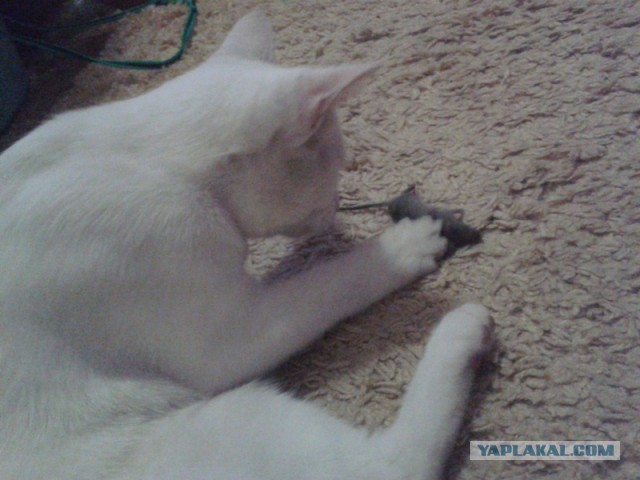 Котовторник 09.06.2015