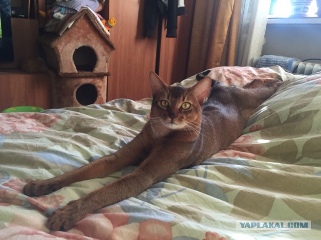 Котовторник 16.06.2015., Котовторник наступил!