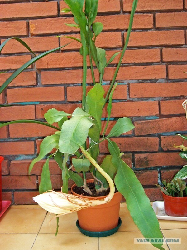 Королева ночи