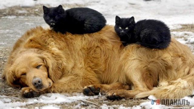 Коты, кошки, котята