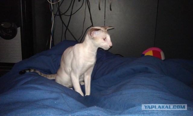 Котовторник 15.03