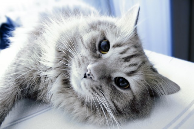 Коты, кошки, котята