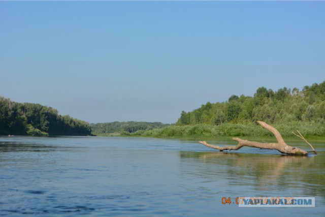 Голавлю пост