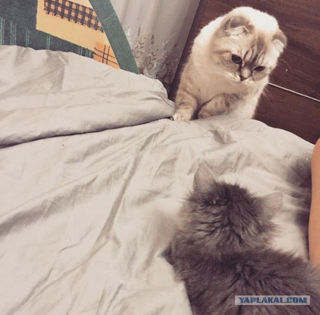История про котёнка со счастливым концом
