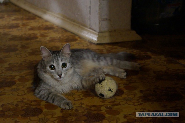 Когда сказали, что скоро станешь отцом.