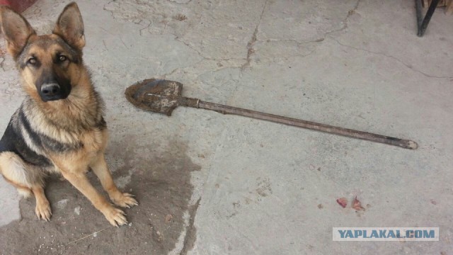 Свой дом в г. Ташкенте. Два года, не спеша. ч.2 заключительная