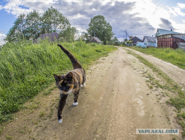 Деревня Девкино. Боровичский район Новгородской области. Фотоподборка.