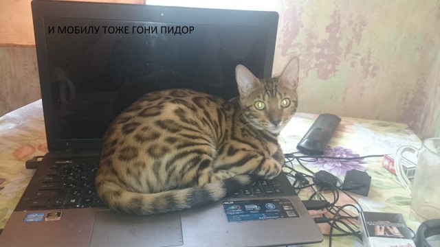Котовторник 2.05.2017