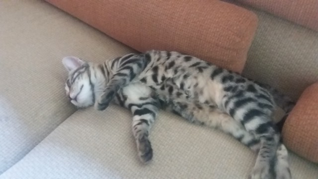 Котовторник 1.08.17