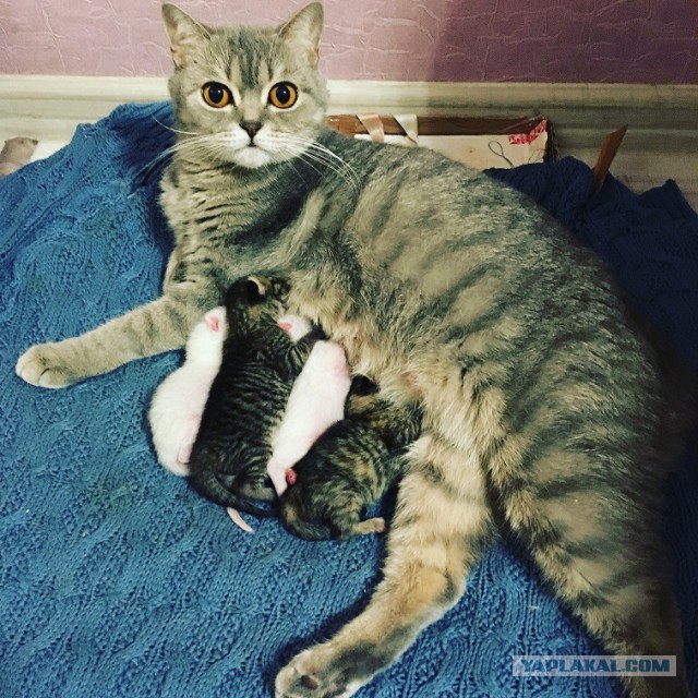 Кошачья история