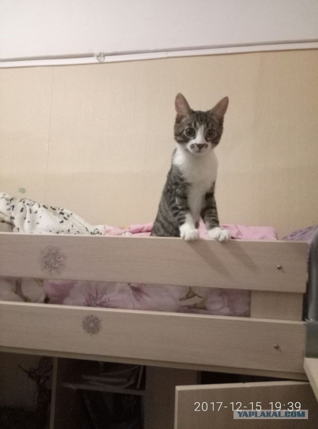 Котовторник  19.12.2017