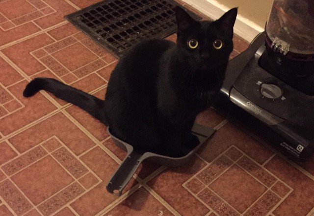 Коты и Кошки