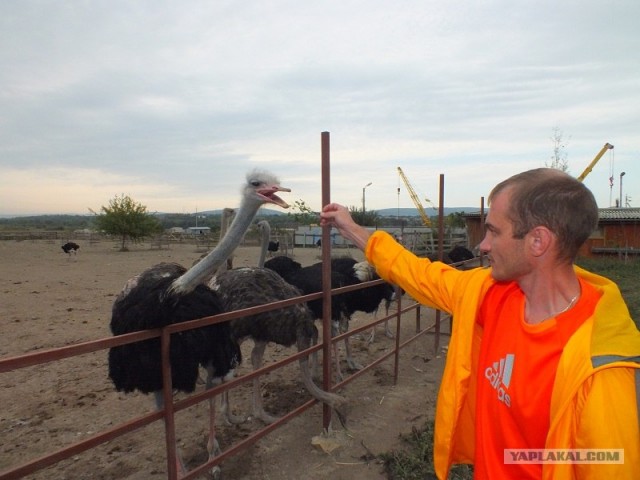 10 птиц, которых стоит избегать