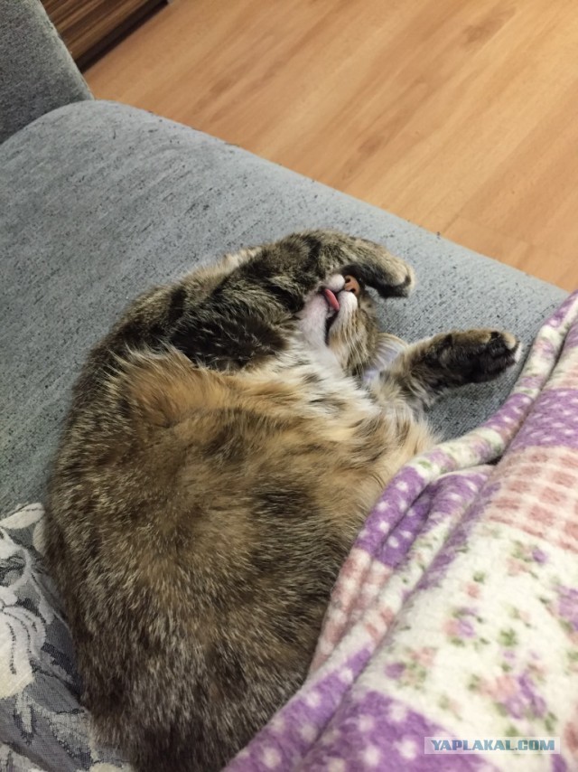 Котовторник 20.02.18