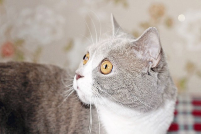 Немного милоты