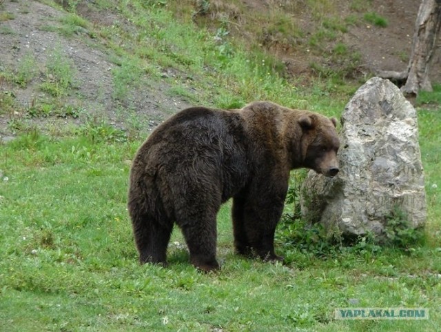 Уступи дорогу медведю