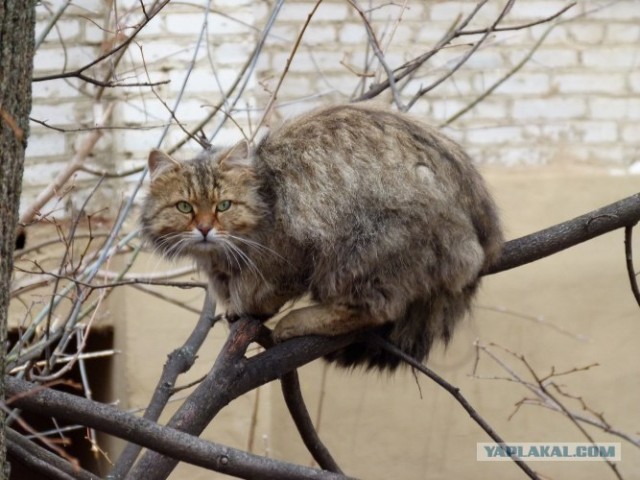 Начинаем котовторник!