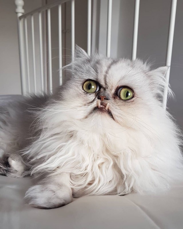 Прикольных котов пост