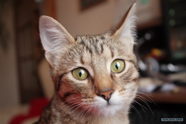 Котовторник! 11.10.11