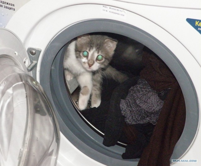 Котовторник!