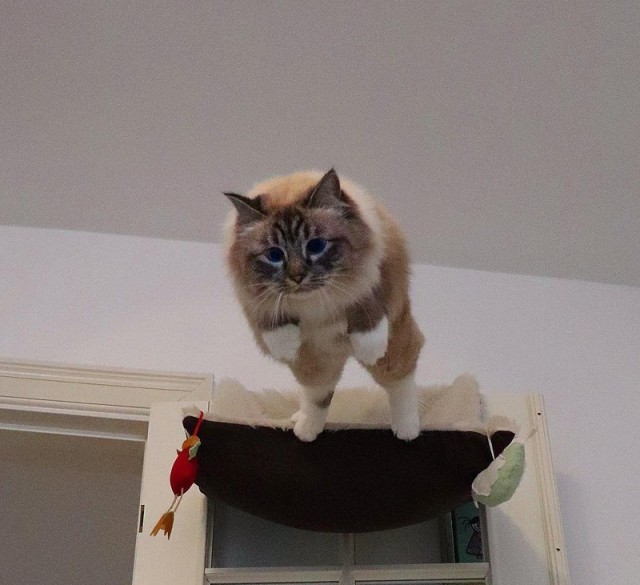 Прикольных котов пост