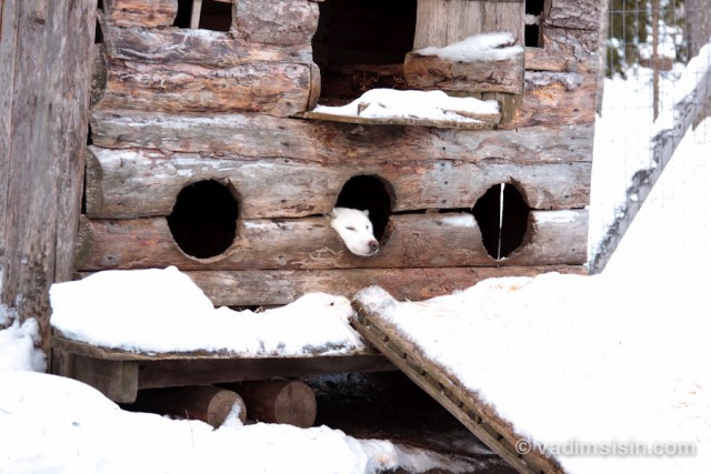 Собачья ферма в Рованиеми!