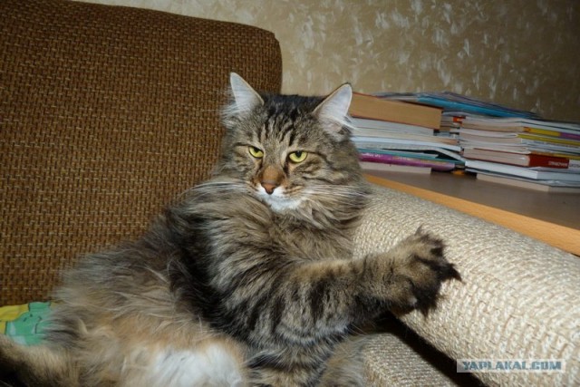 Котовторник 17 января