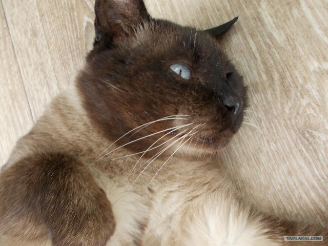 Котовторник (07.02.2012)