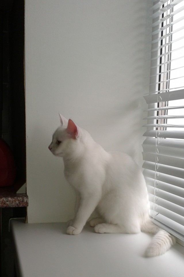 Котовторник 27.03.2012