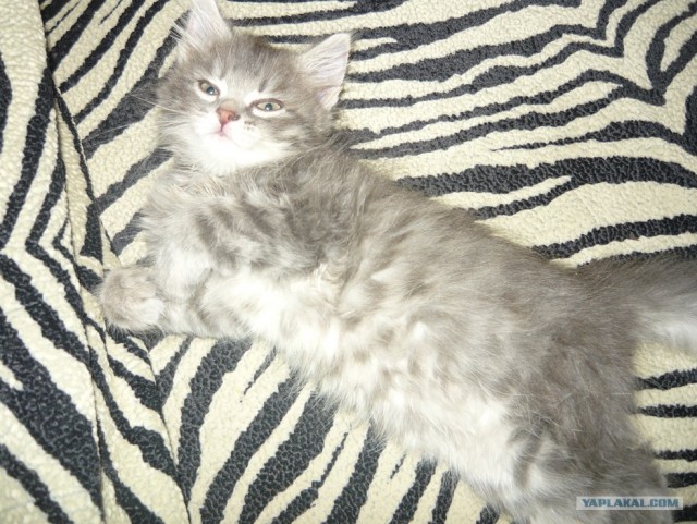 Котовторник 24.04.2012