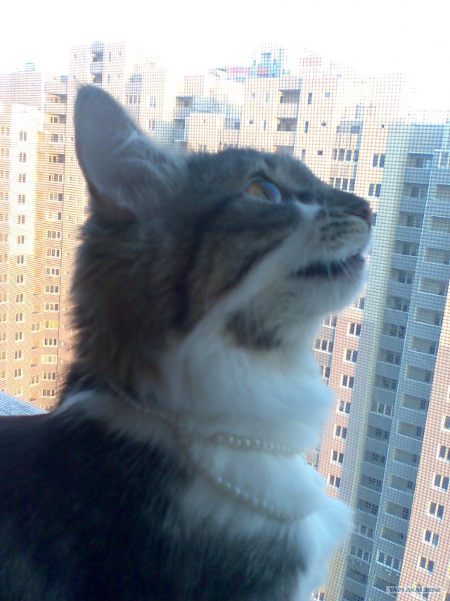 Котовторник 31.07.2012 г.