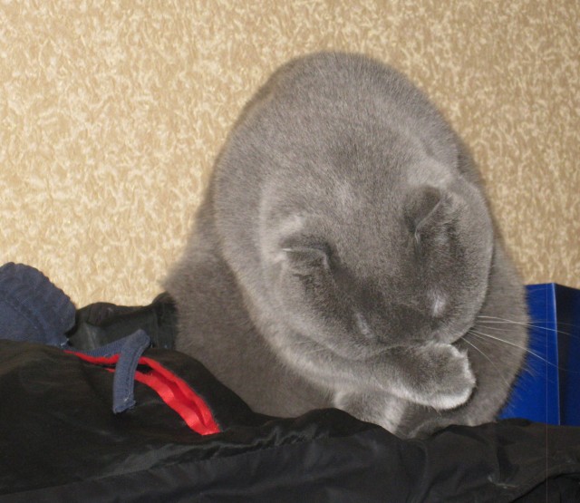 Котовторник  28.08.12