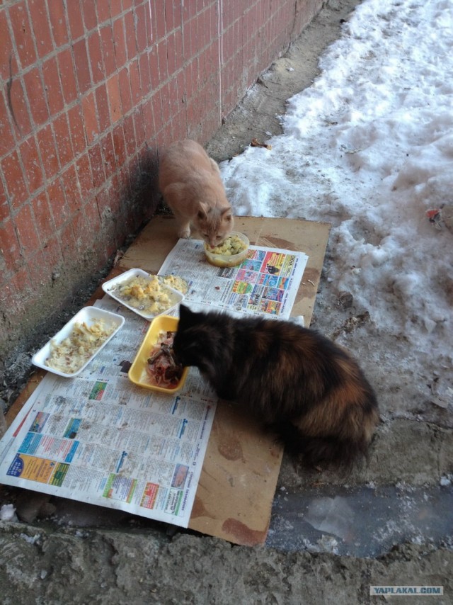 Котовторник 29.01.2013