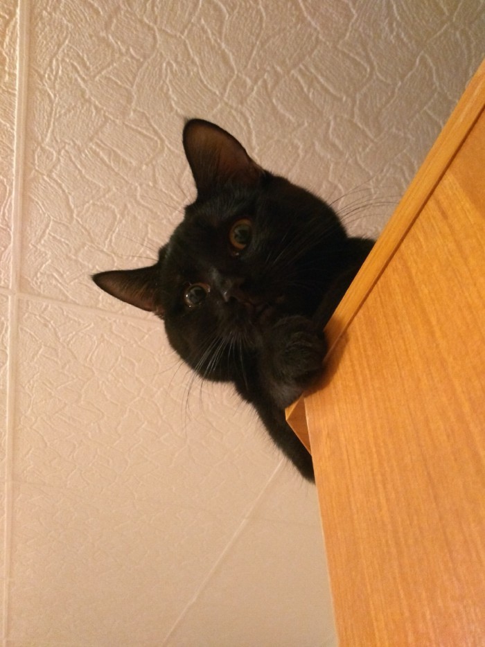 05.03.19 Котовторник же