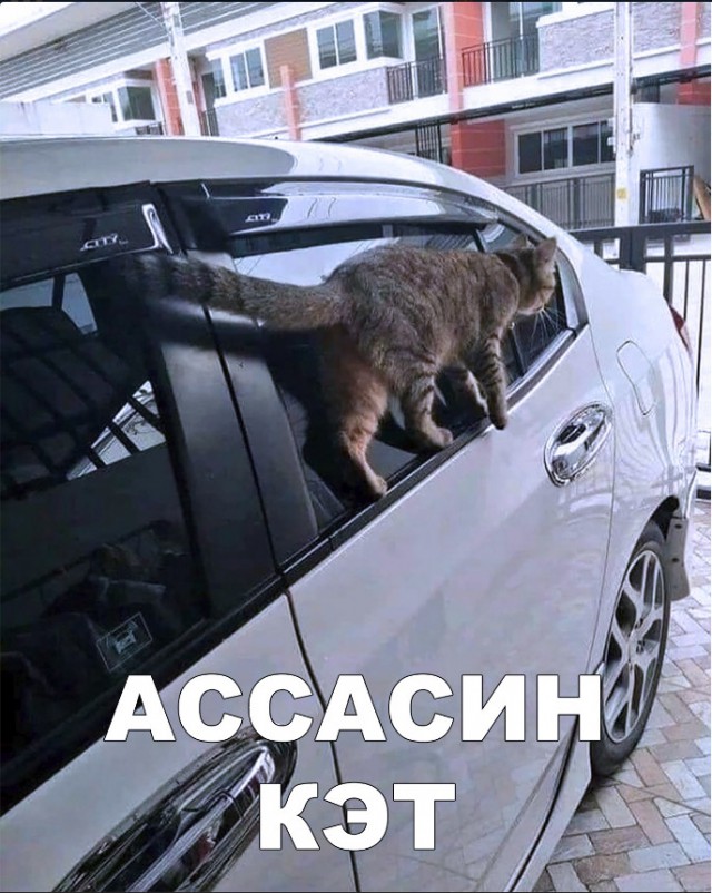 Забавные фото котеек