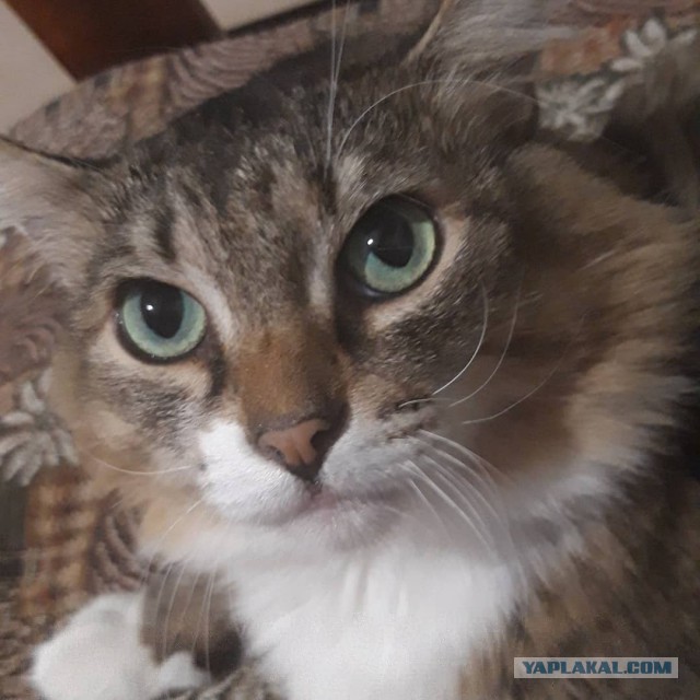 Котовторник 30.04.2019.