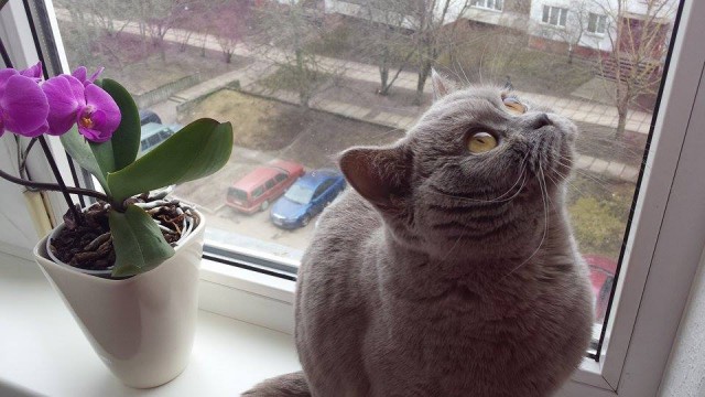 Кот вытесняет из дома. Что делать, помогите!