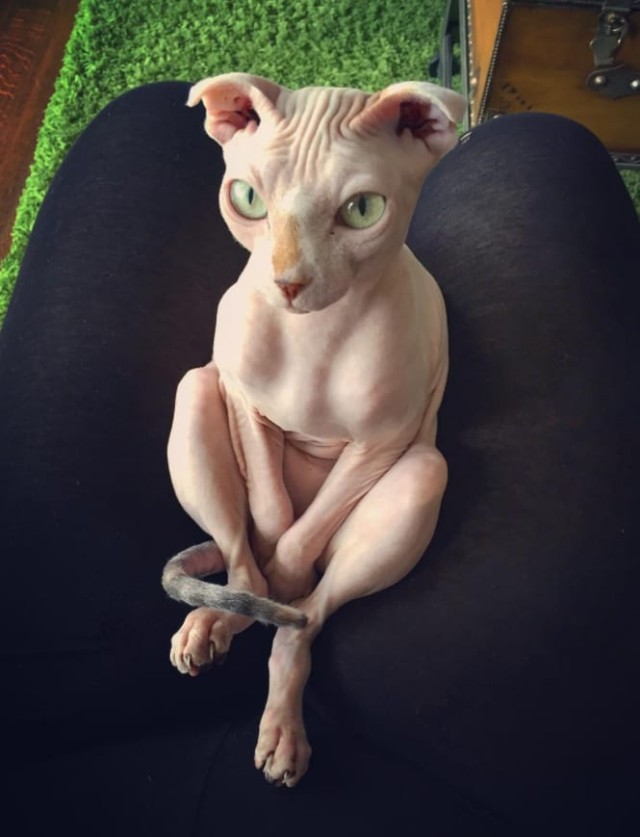 Забавные фото котеек